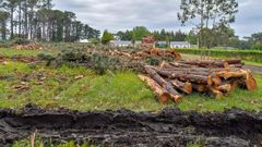 En 2019 se talaron los pinos junto al campamento juvenil de A Devesa para cumplir con la ley