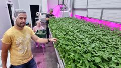 La empresa gallega N�boda cultiva albahaca
