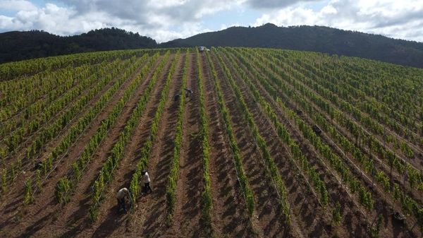 Vendimia de la variedad godello en la viña de Caspedro