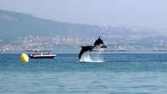 Delfines saltando en la r�a de Vigo, en una foto de archivo