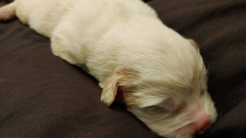 Luz, uno de los cachorros para los que BeneCane busca un hogar