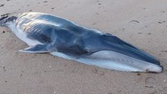 Cachorro de ballena aparecido en la playa de Quilmas en Carnota