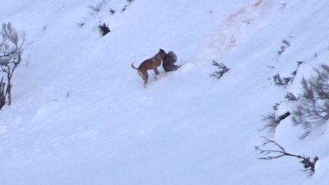 Un perro caza un jabal� ante la atenta mirada de un raposo
