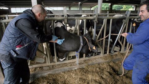 Un veterinario examinando las reses de una ganader�a