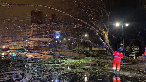 Ca�da de un �rbol en la calle de San Bernardo, en Gij�n, debido al temporal