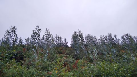 Eucaliptos j�venes plantados en Tapia