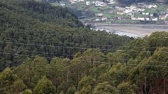 Foto de archivo de una plantaci�n forestal