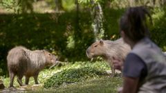 Imagen de archivo de dos capibaras.