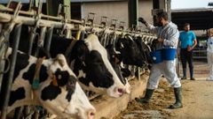 Campaña de vacunación del ganado en Cataluña para prevenir la expansión de la dermatosis nodular
