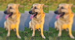 Aslam, un perro de cuatro a�os de edad, busca adopci�n