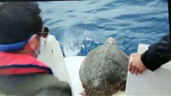 Liberación de la tortuga boba, rescatada el pasado mes de junio en Gijón
