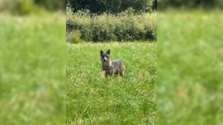 El lobo se detuvo a poca distancia del coche