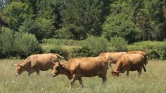 Friol tiene unas 500 explotaciones ganaderas