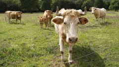 Imagen de unos terneros criados en Galicia