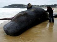 La hembra de cachalote apareci� muerta en la playa de Montalvo, en Sanxenxo, en el 2003.