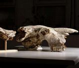 El cr�neo fue hallado en una cueva de Asturias.