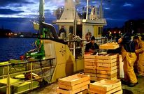 Un barco de bajura descarga capturas en el puerto de A Coru�a.