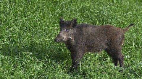 Los jabal�es son la especie cineg�tica que m�s interfiere con la agricultura en la provincia