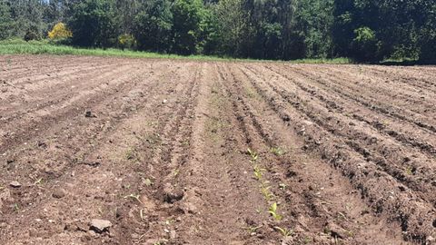 Imagen de archivo de un campo da�ado por jabal�es