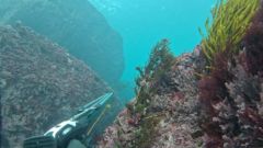 Pescadores submarinos