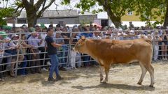 Récord histórico de prezos por una xovenca na Poxa de Adai