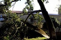 El alcalde de Lal�n conf�a en que el �rbol, afectado por el pasado temporal, pueda salvarse.