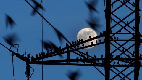 Docenas de estorninos permanecen posados en una torreta de alta tensi�n