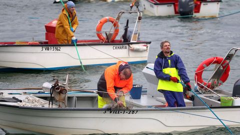 Mariscadores de Ribeira en el banco de O Touro cogiendo almeja babosa