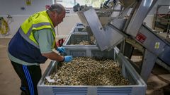 Clasificacin del berberecho en la lonja de Testal
