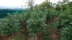 Imagen de las plantas de marihuana que se cultivaban en la finca