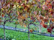 Sistema de riego instalado en una vi�a del Centro de Formaci�n Agroforestal de Monforte.