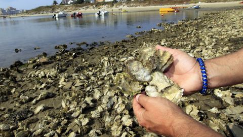 Ostras rizadas en una playa de A Maria lucense (foto de archivo)