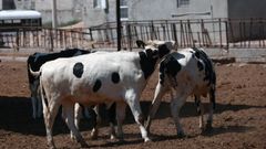Vacas en una explotaci�n l�ctea