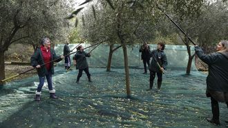 Aceites Abril siempre ha apostado por el olivo gallego.