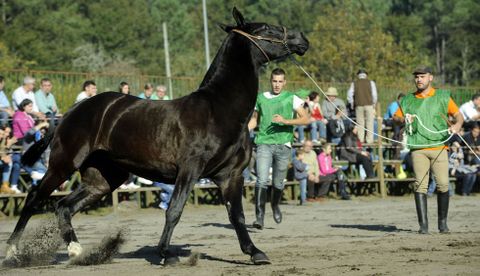 Los espectadores admiraron la belleza de los ejemplares que participaron en los concursos. 