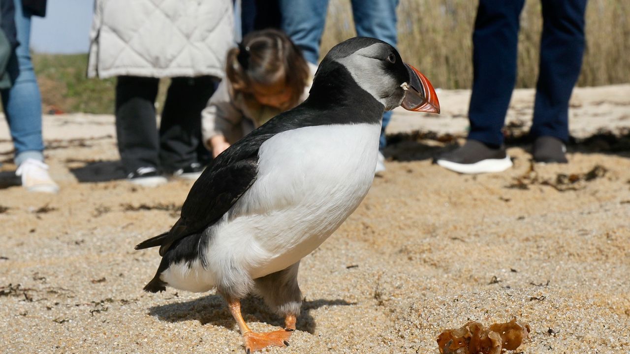 Dos frailecillos que sufrieron los embates de los últimos temporales regresan al mar en A Lanzada