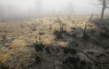 La paja busca evitar el arrastre de cenizas del incendio hacia los acu�feros de la zona. 