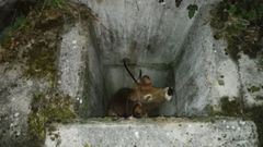 La vaca, en la alcantarilla abierta en Quir�s