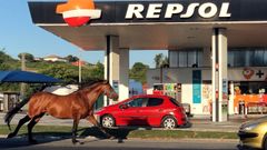 Un caballo sorprende a los conductores en A Coru�a por�Alfonso Molina