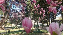 �rboles en flor en Pontevedra