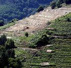 Reestructuraci�n de vi�edo en la ribera del Mi�o. 