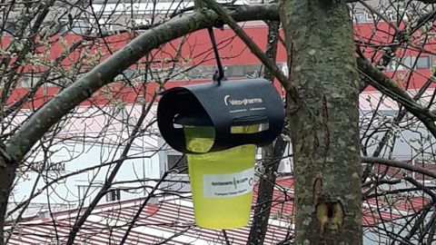 Trampa instalada para capturar avispas asi�ticas