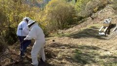 Cmo proteger los colmenares de los ataques de osos con pastores elctricos