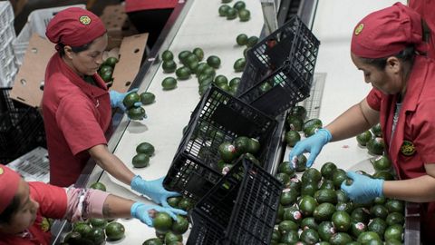 Un grupo de trabajadoras empacando aguacate para la exportaci�n en el Estado de Michoac�n.