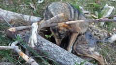 Entre los a�os 2011 y 2012 ya se confirm� el uso de lazos ilegales para matar a estos c�nidos