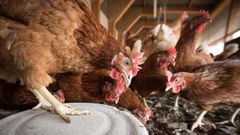 Gallinas en una foto de archivo