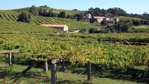 Vendimia de la uva Albaria Ras Baixas en Pazo Baion.