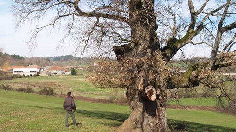 O carballo senlleiro de Pousada de Mariz amosa en inverno o xeito libre e sinuoso de medrar das súas pólas