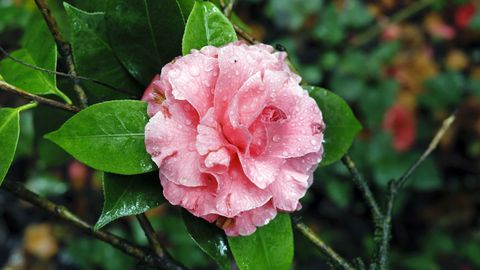 La Camelia Valentine Day, con forma de rosa