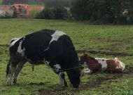 El toro se levant� y comenz� a bufar y escalar cuando vio que se acercaban personas al prado. 